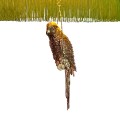 Lampa BARRACUDA-sklep Las Plumas_detal 1.jpg