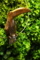 Las_Plumas_Galeria_63.jpg