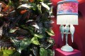 DSC08696.JPG
