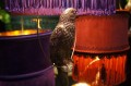 DSC09050.JPG