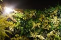 DSC08791.JPG